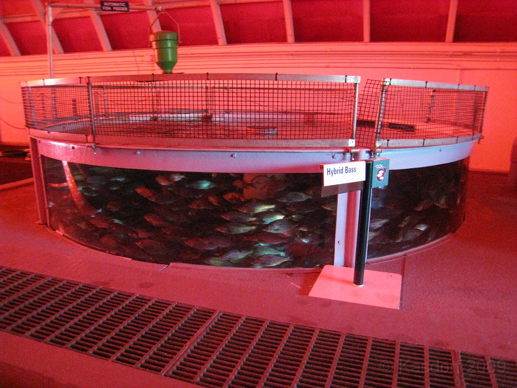 Disney 2010 D3 0460.jpg - January 9-11, 2010 Disney World Florida. Monday, up and ready to roll, took shuttle to Epcot. Caught a couple shows and took a lot of pictures. Finally had to call it a day to get to our plane to go home.